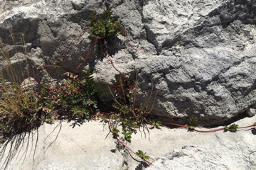 Stolon: asexual vegetative reproduction by above grown arching stems that root where new plantlets are formed - [Rosaceae]